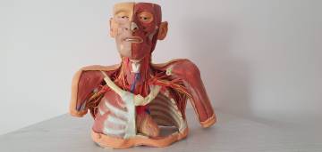 praktyka-i-staze-kierunek-lekarski-san-lodz