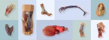 program-studiow-kierunek-lekarski-san-lodz